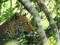 Leopard in Hluhluwe-Umfolozi Park